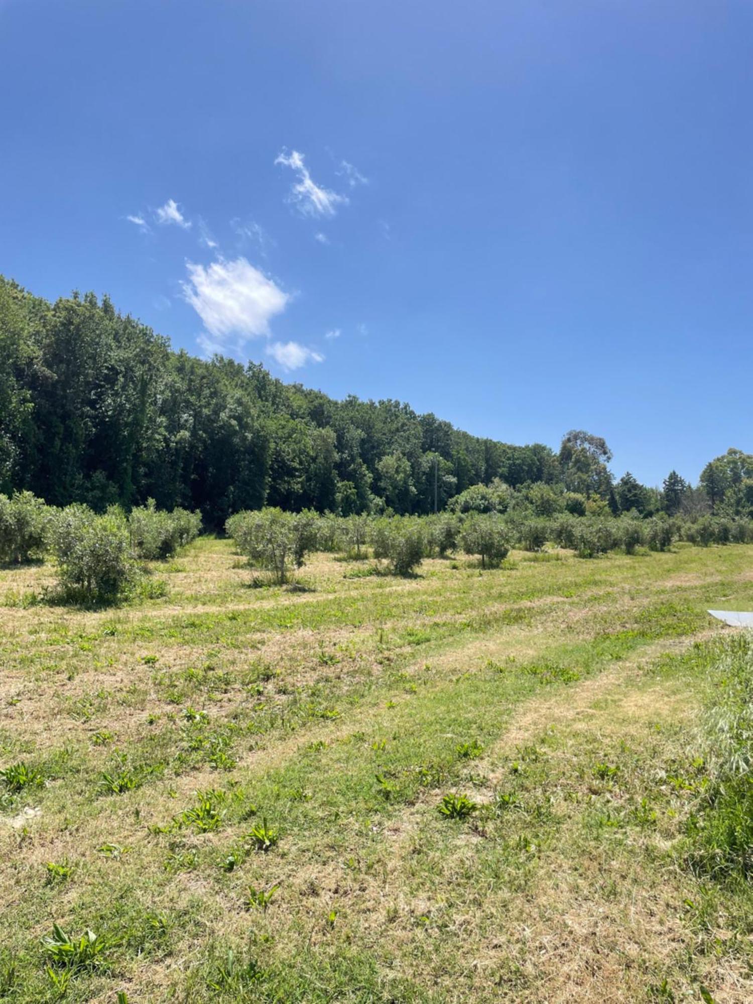 Il Leccio Agriturismo Фьорино Экстерьер фото