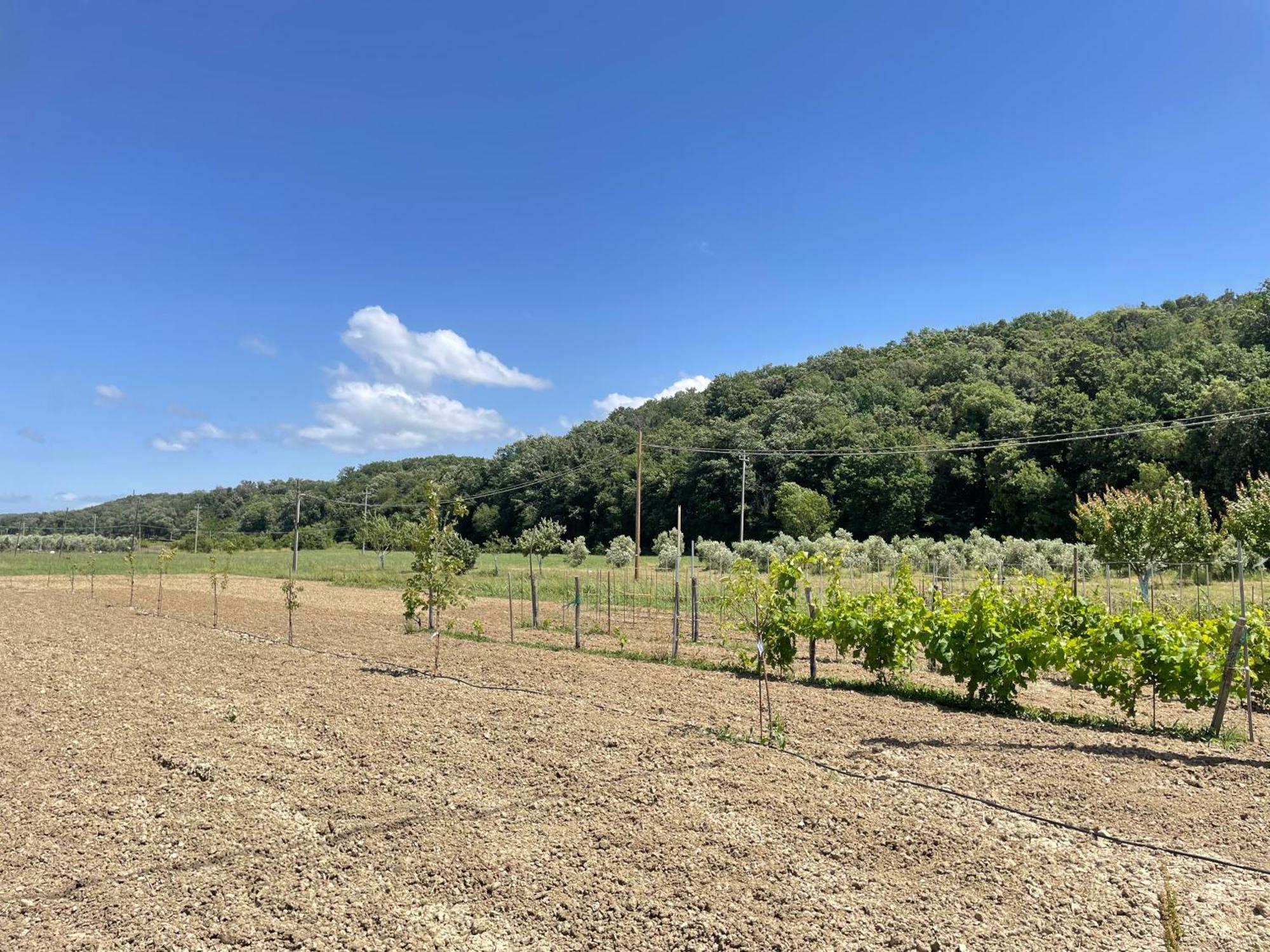 Il Leccio Agriturismo Фьорино Экстерьер фото