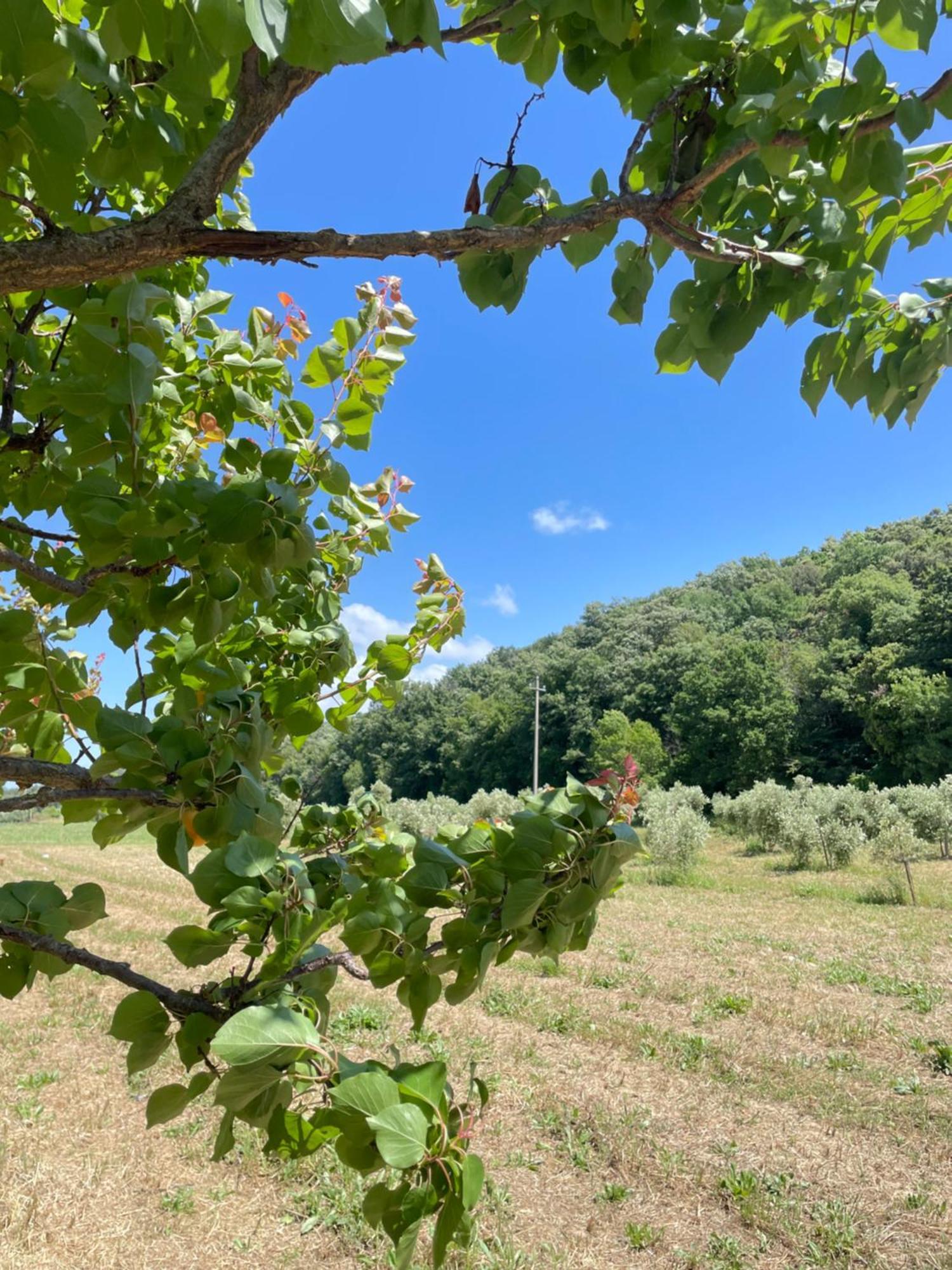 Il Leccio Agriturismo Фьорино Экстерьер фото